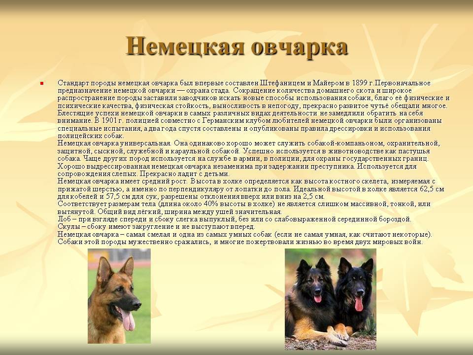 10 самых преданных пород собак | fresher - лучшее из рунета за день