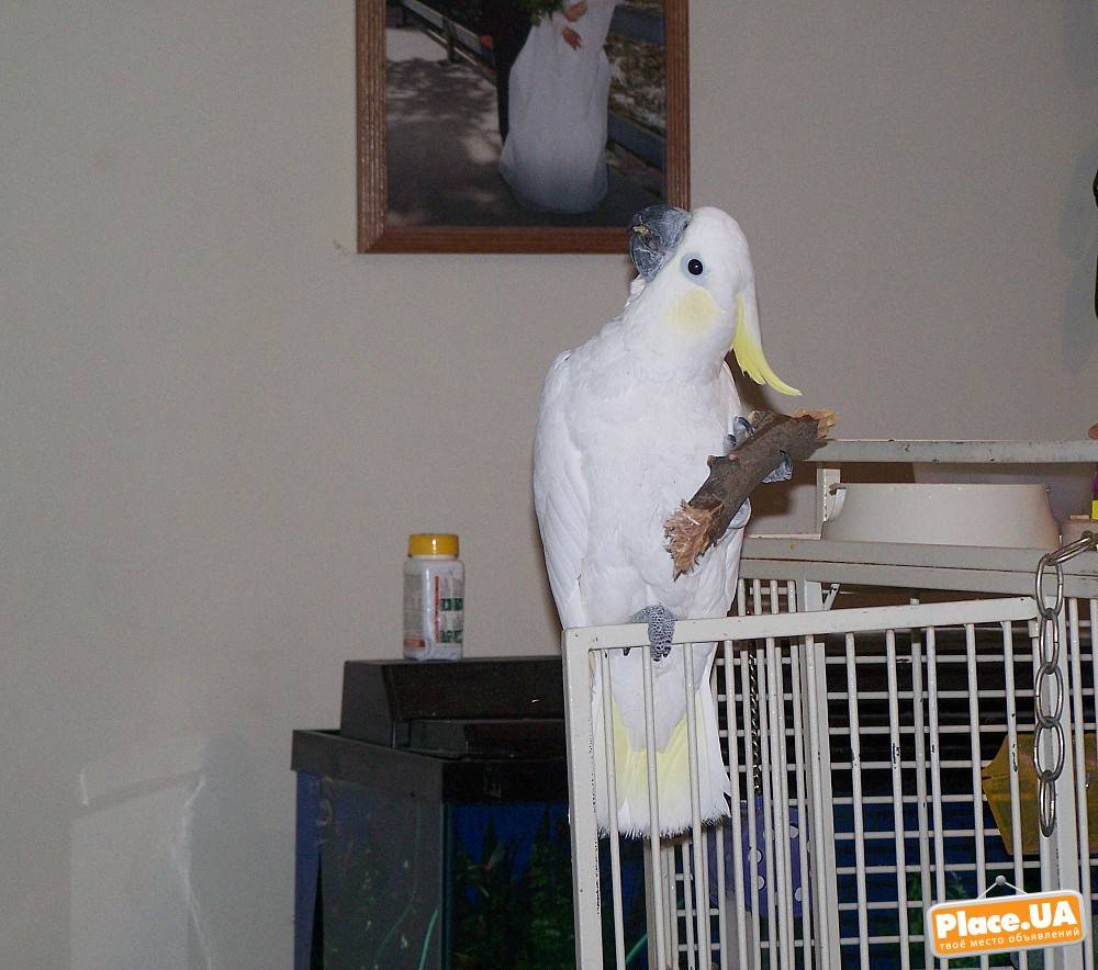 Какого попугая лучше завести в квартире – какие сюрпризы они могут преподнести