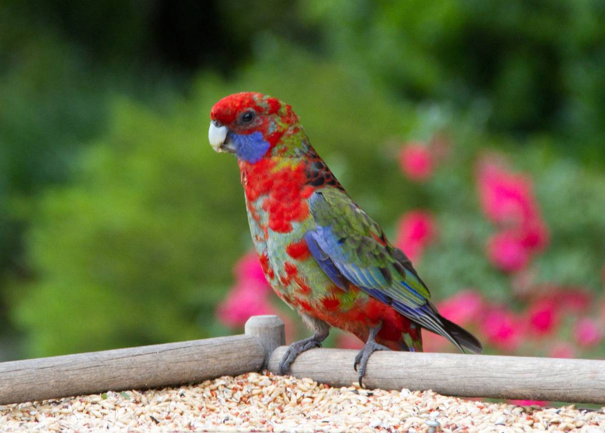 Розелла пестрая: красивые фото птички, радующие глаз