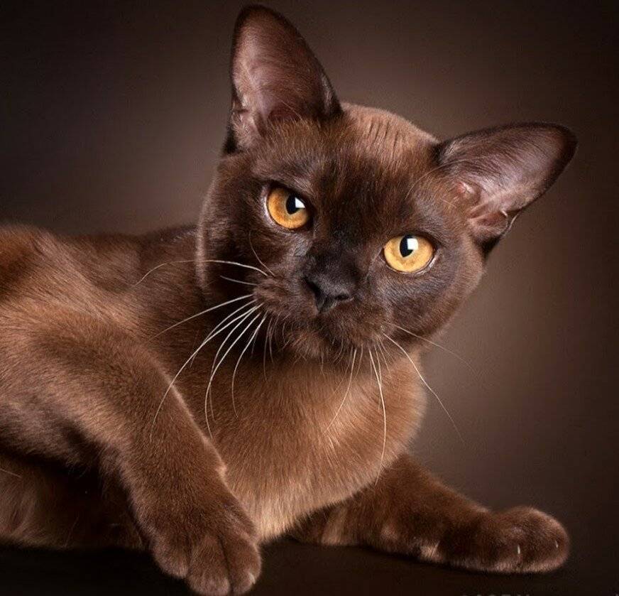 Бурманская кошка: описание породы, фото, особенности