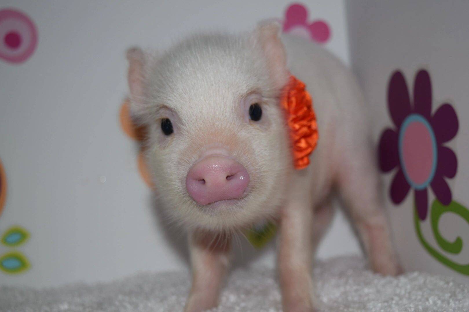 Декоративные свинки минипиги: разновидности и преимущества, особенности содержания маленьких свиней, цена