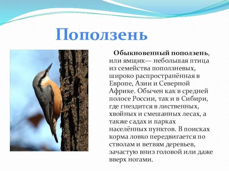 Пеликаны – фото, описание, ареал, рацион, враги, популяция