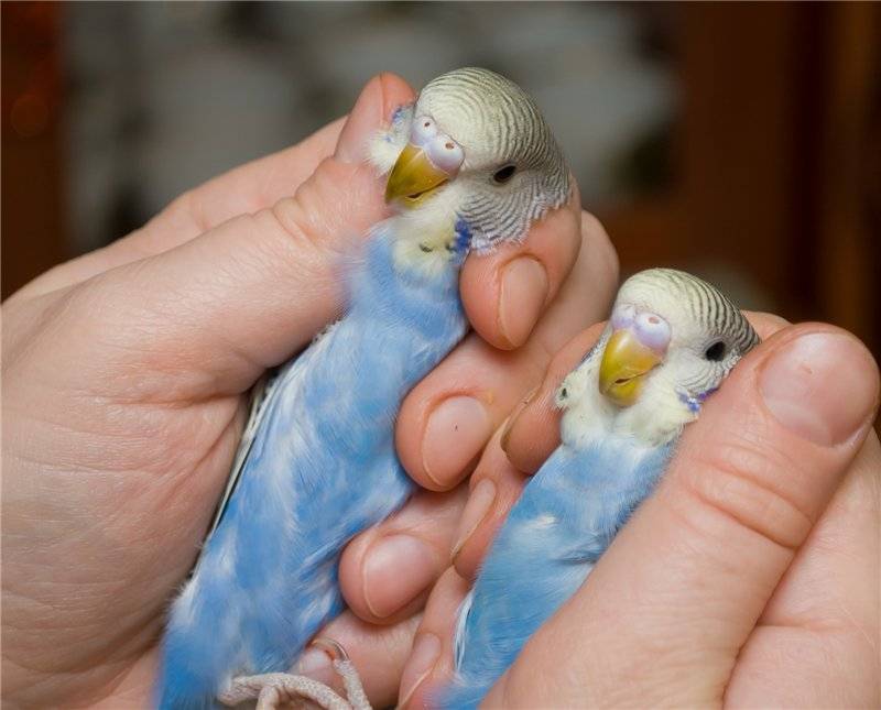 Как выбрать волнистого попугая, который заговорит? | животные | школажизни.ру