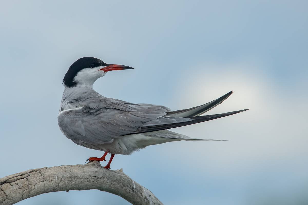 Белая крачка - white tern