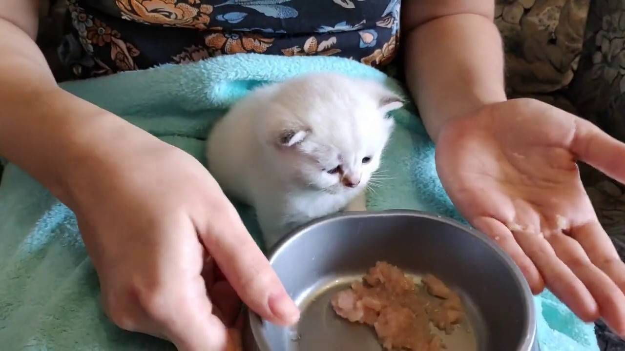 Как выкормить котенка без кошки: чем и сколько раз кормить малыша, расчет суточной порции, какие сложности могут возникнуть