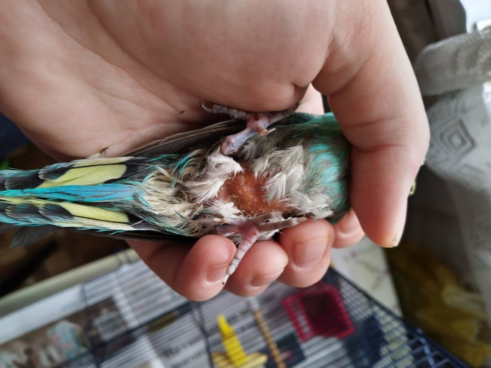 Почему у волнистого попугая выпадают перья из хвоста и крыльев