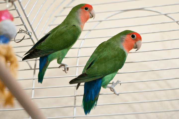? как определить пол попугая неразлучника - главные отличия