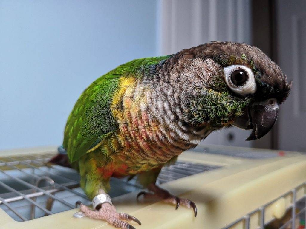 Певчие попугаи: особенности разведения в домашних условиях