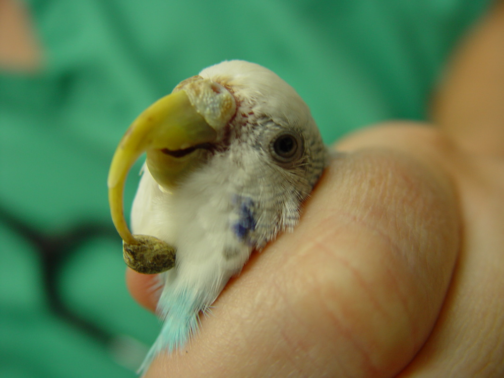 У попугая слоится клюв: причины и что делать?