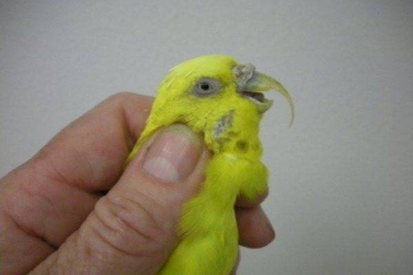 Как подрезать клюв волнистому попугаю: что делать если вырос длинный клюв, видео