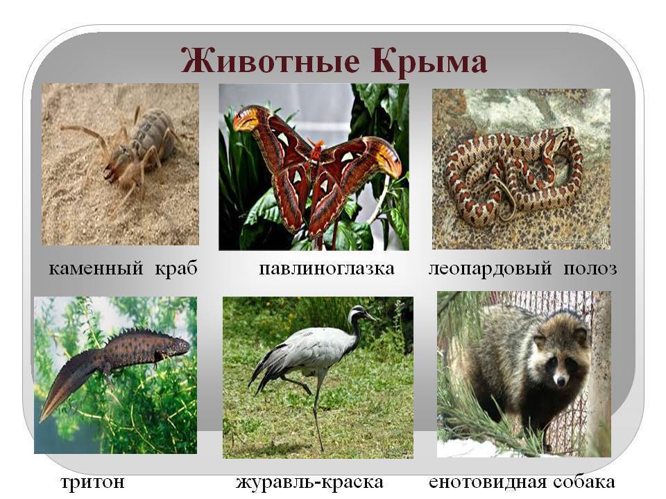 Животные Крыма, кто обитает