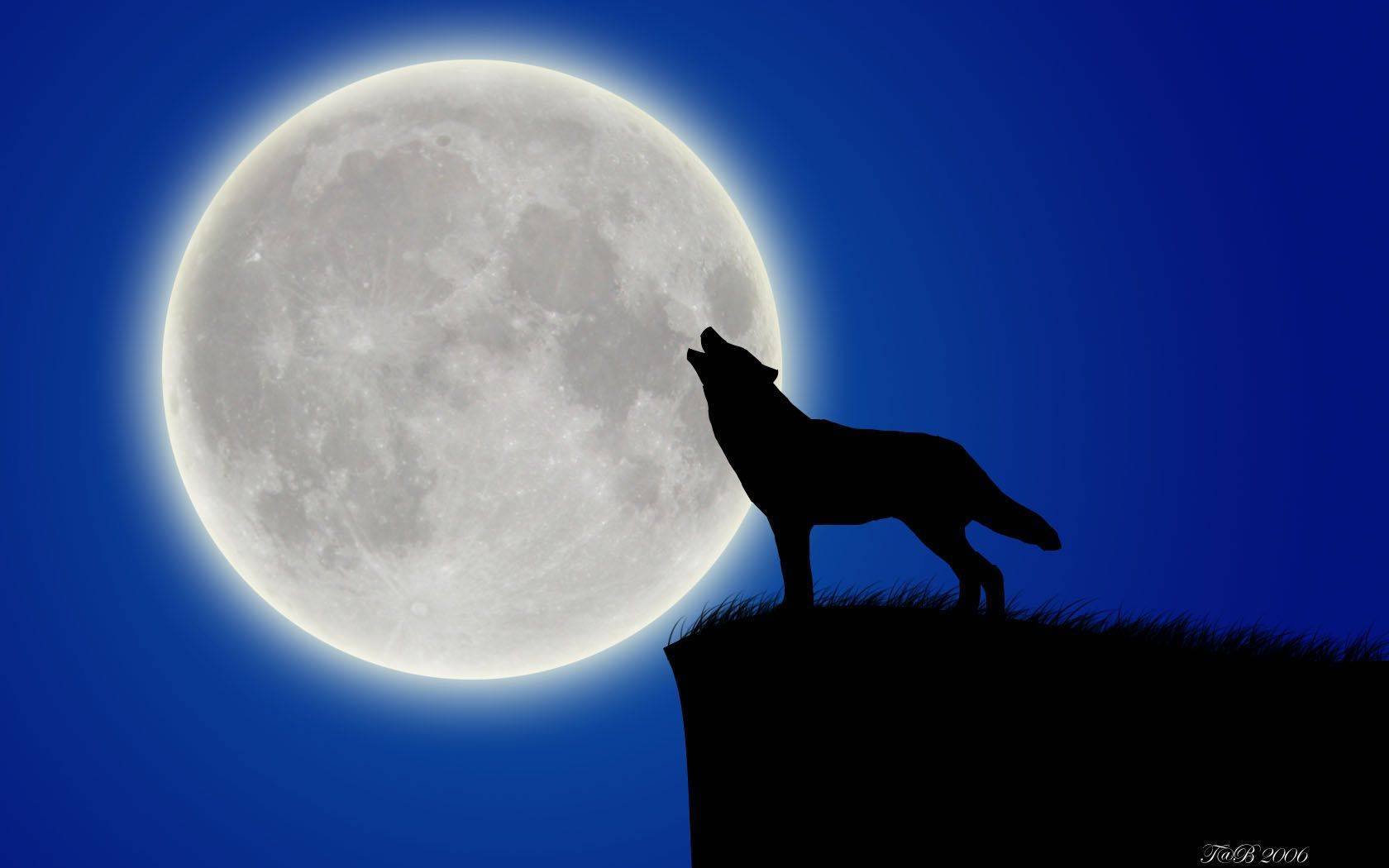 Почему волки воют на луну? - scincelife