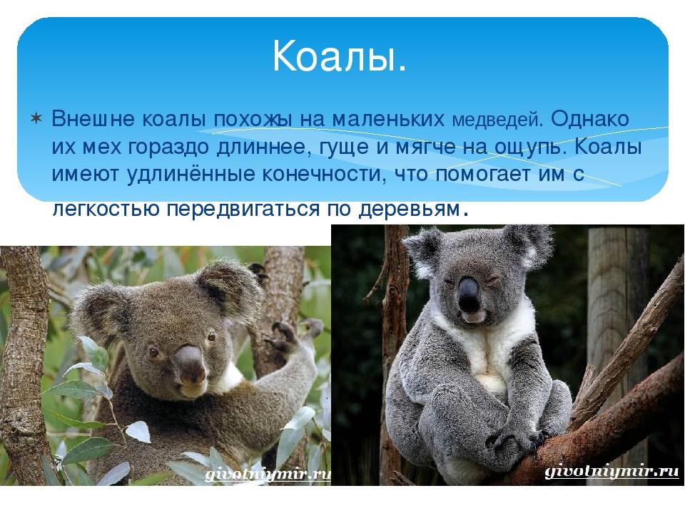 Коала животное. описание, особенности, образ жизни и среда обитания коалы | живность.ру
