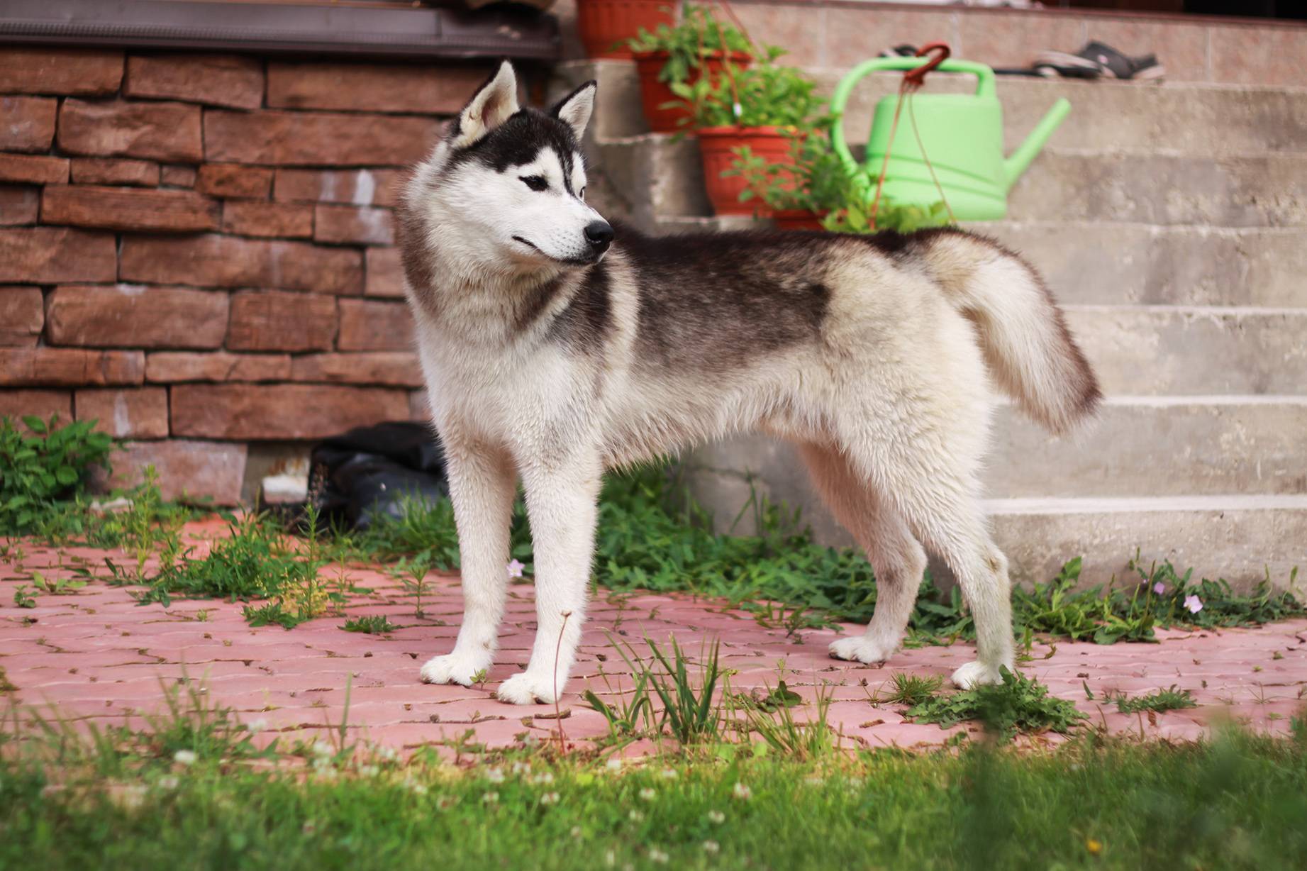 Аляскинский кли кай – это декоративная порода собак или мини хаски