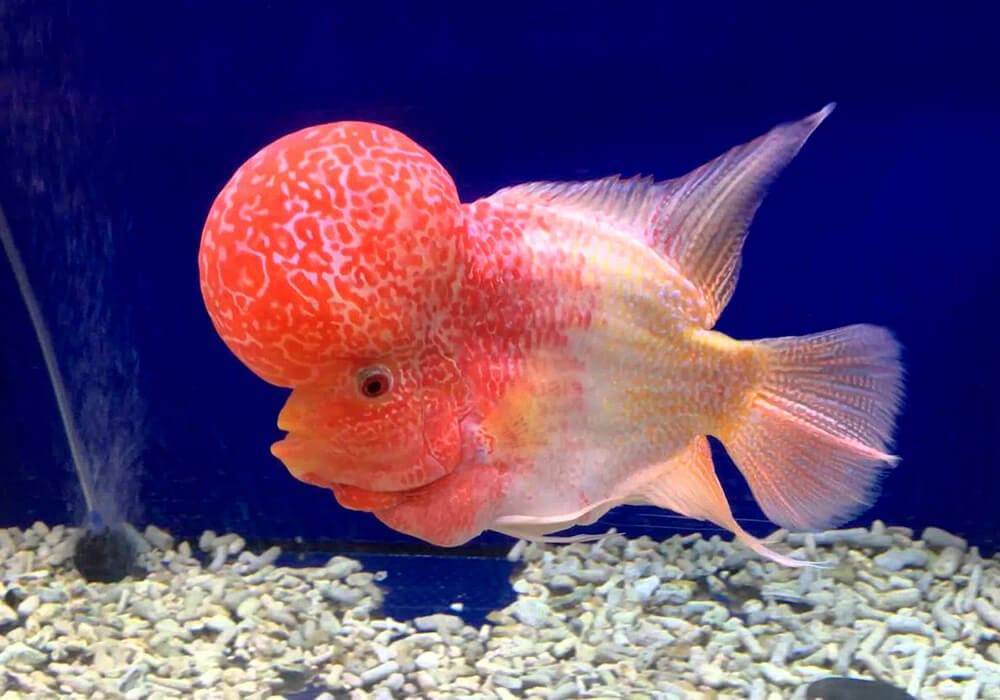 Красивые аквариумные рыбки: фото, самые лучшие в аквариуме, яркие, интересные, пресноводные