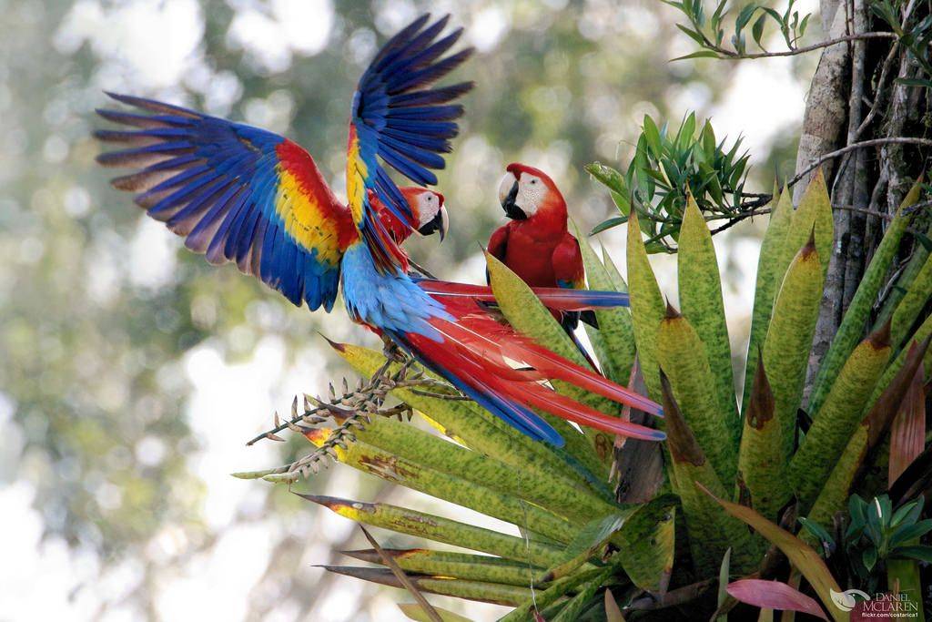 Попугай красный ара: описание, среда обитания и образ жизни