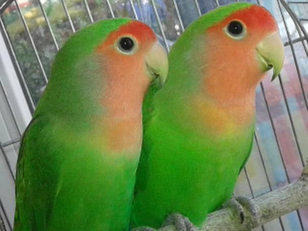 Неразлучники попугаи, как отличить мальчика от девочки с фото и видео