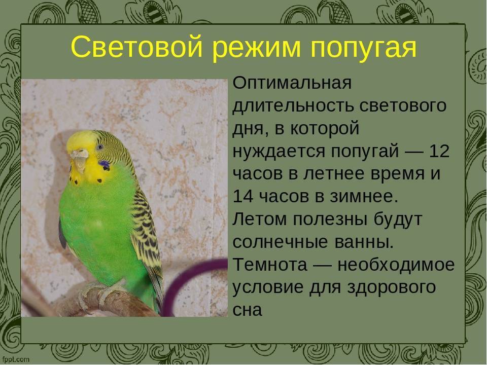 Температура тела волнистого попугая: норма и отклонения от неё