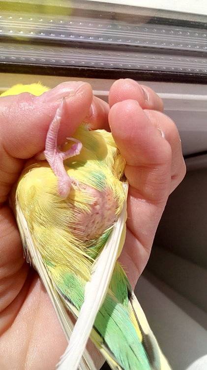 Разведение волнистых попугаев