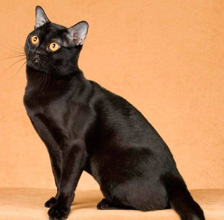 Бомбейская кошка: описание породы, характер, фото, содержание и разведение бомбеев в домашних условиях