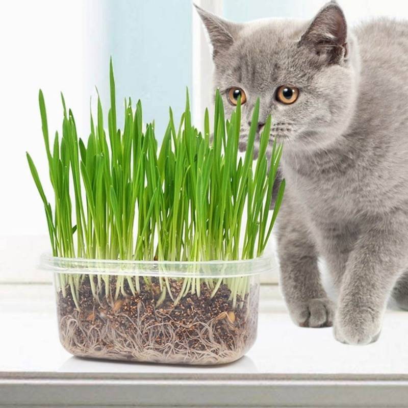 Выращивание травы для кошки: 2 проверенных варианта | дневники ремонта obustroeno.club