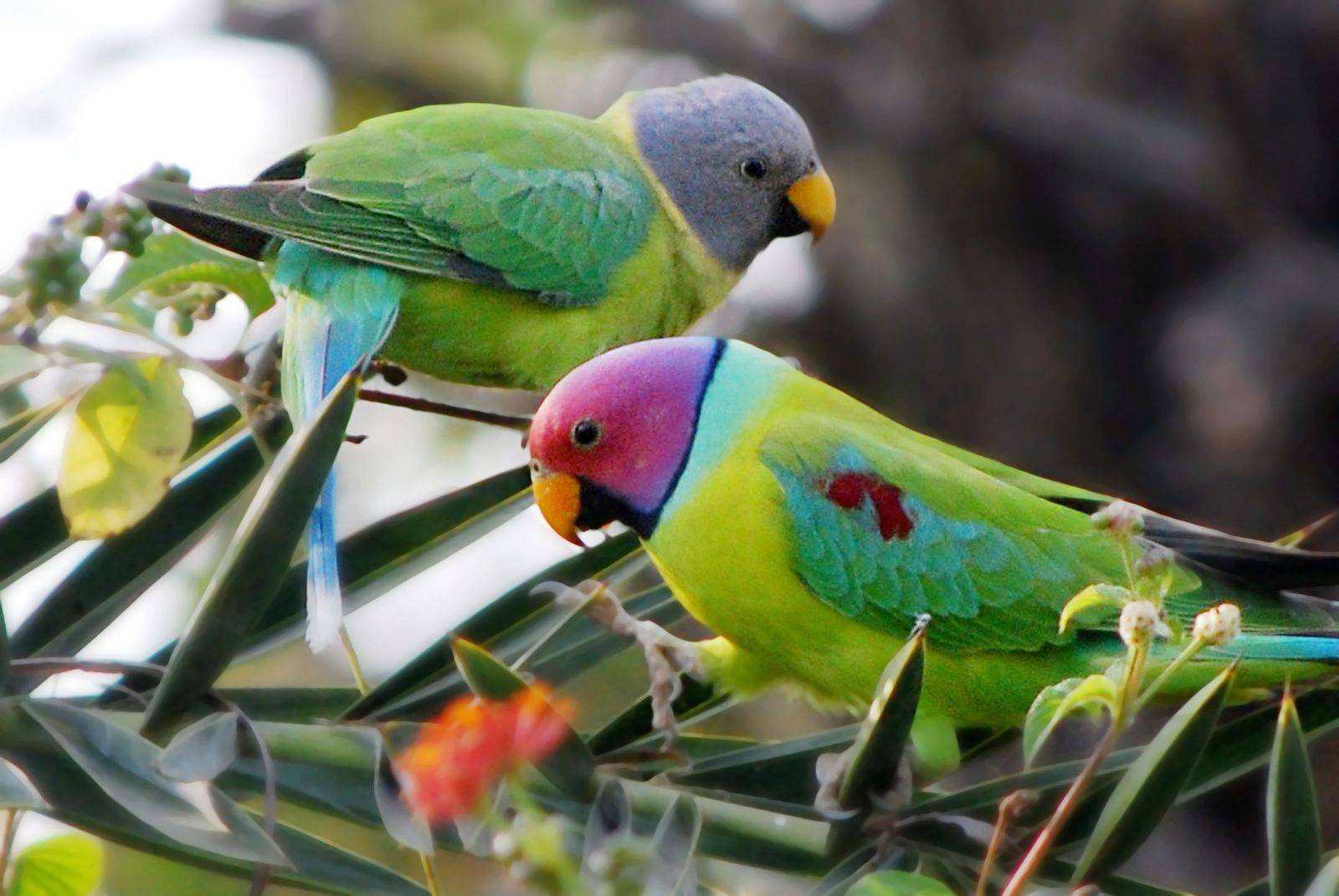 Ожереловый попугай: описание, отзывы владельцев