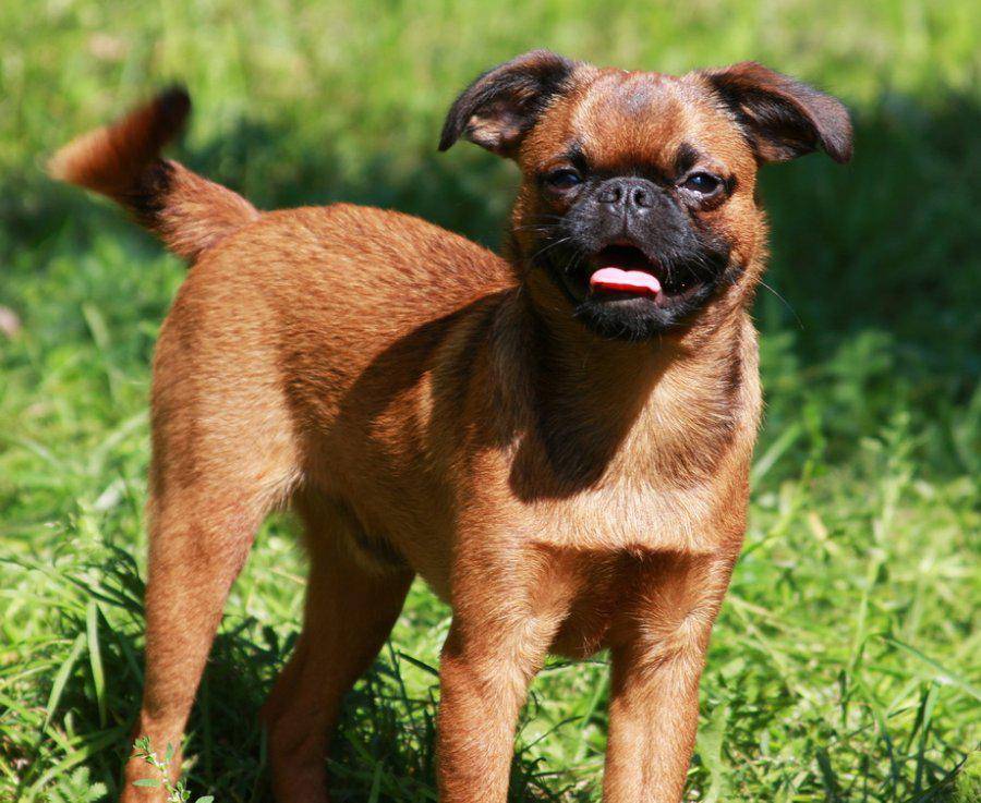 Собаки породы пти-брабансон: описание, характер, особенности содержания брабантского гриффона, чем его кормить и каким болезням подвержена порода