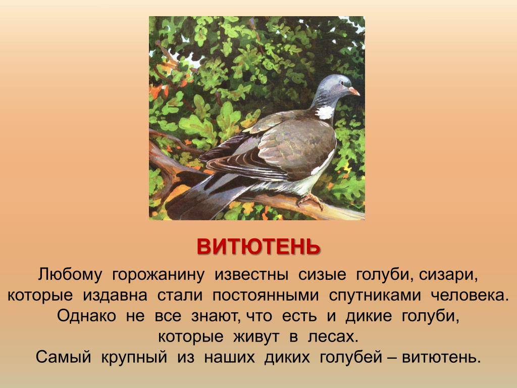 Красота дикой природы: лесной голубь вяхирь