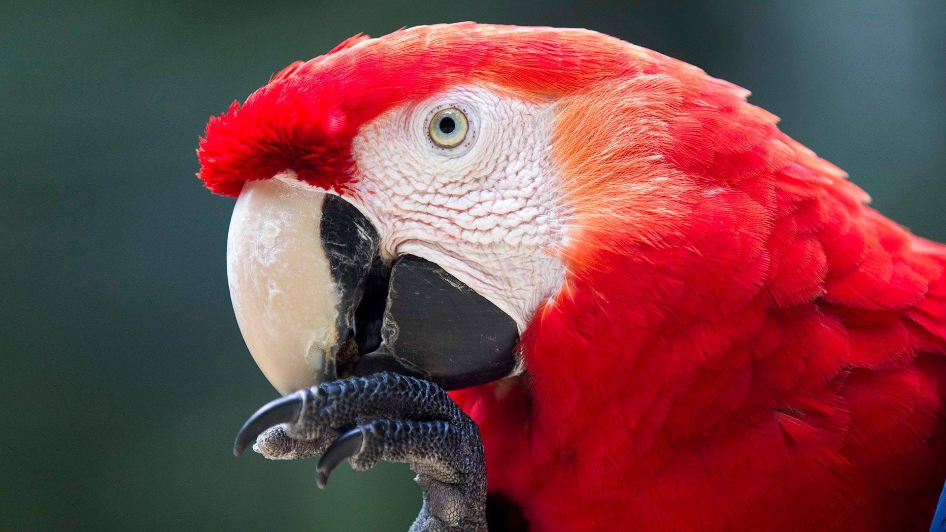 ? красный ара: описание, фото, цена, жизнь в природе и домашних условиях