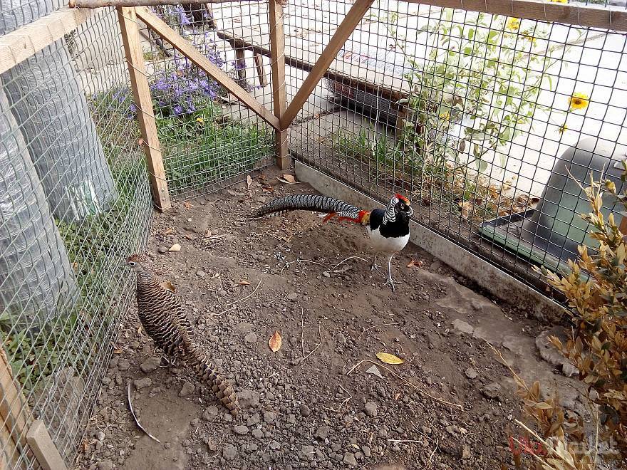 Как построить бизнес на разведении фазанов в домашних условиях? — finfex.ru