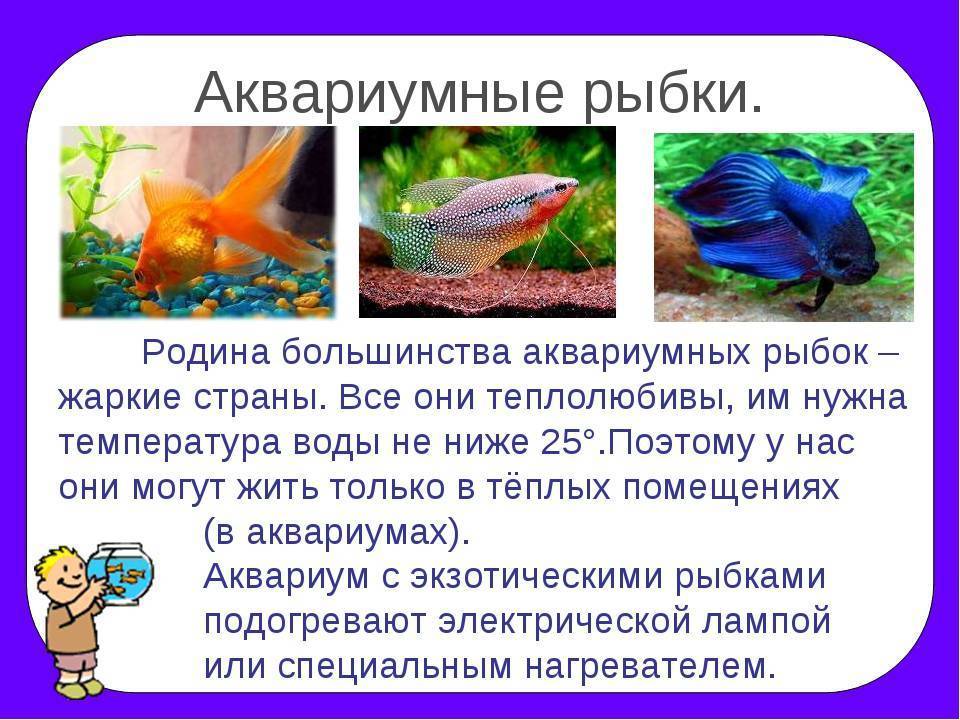 Совместимость аквариумных рыбок с другими рыбками