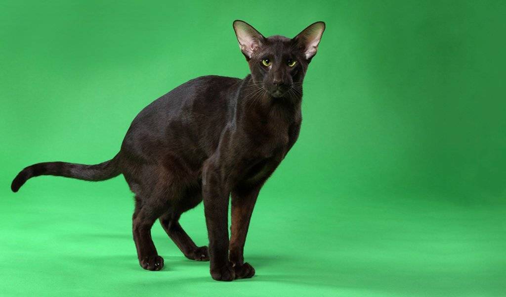 Кошка гавана браун (havana brown cat) | мур тв