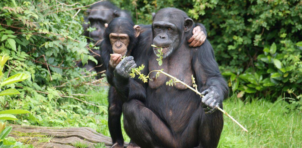 Человекообразная обезьяна. образ жизни и среда обитания человекообразной обезьяны
