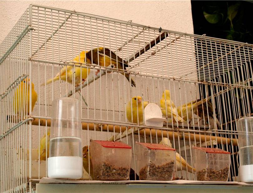 Птица канарейка: какие виды бывают, где обитают, содержание дома