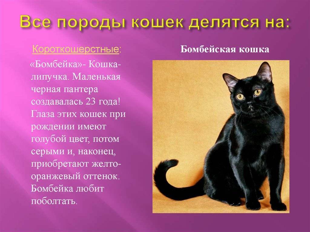 Бомбейская кошка — внешний вид, повадки, болезни, уход, кормежка + 75 фото