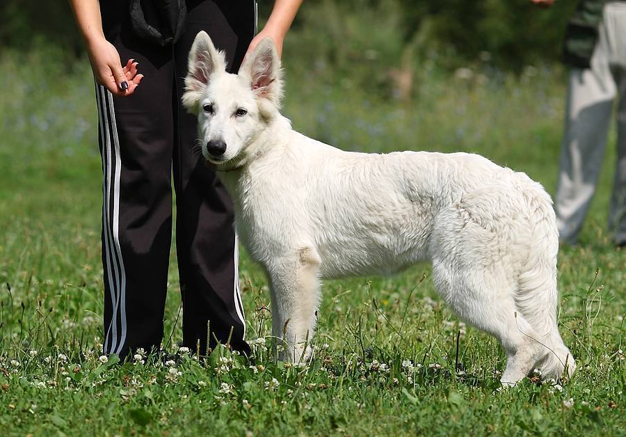 Швейцарская овчарка: описание породы, особенности содержания, правила дрессировки и выбора щенка