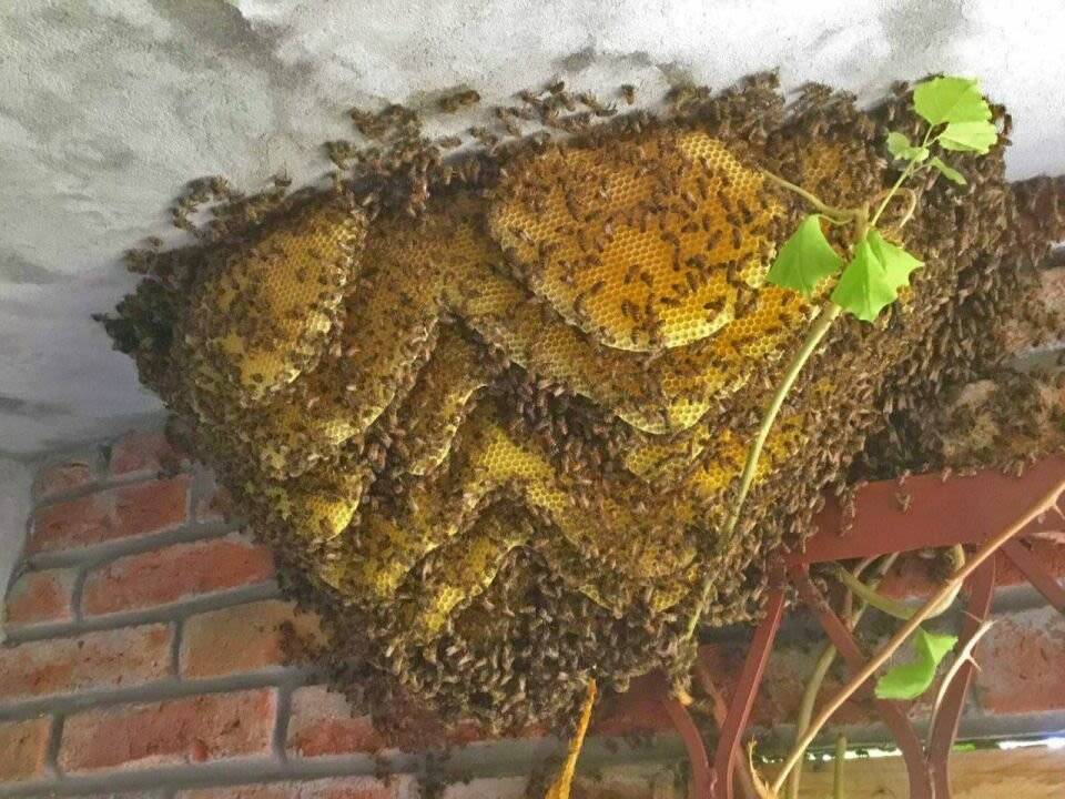Как избавиться от диких пчел в стене дома - фото способов борьбы