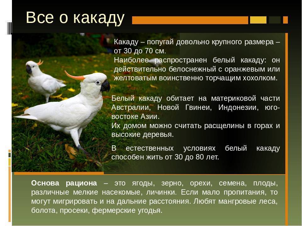 Попугай какаду: внешний вид, описание, разновидности
