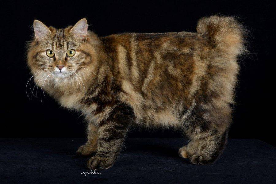 Удивительные кошки: описание породы курильский бобтейл