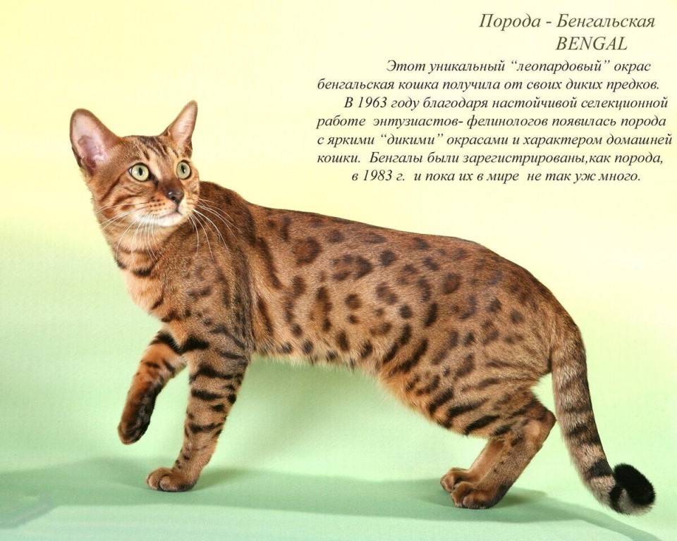 Бенгальская кошка: описание породы