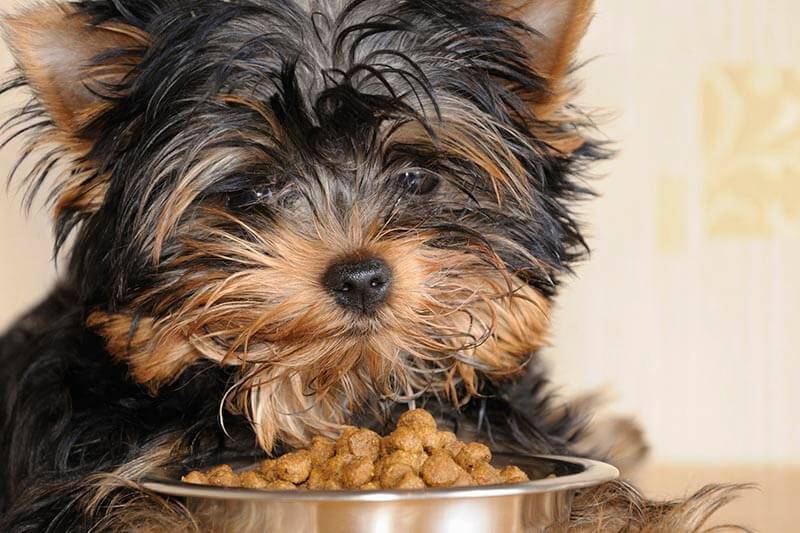Чем кормить щенка и взрослого йоркширского терьера в домашних условиях: рацион питания собак