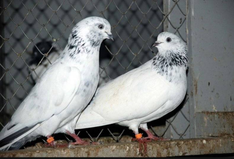 Популярные породы голубей: описание, характеристики, фото