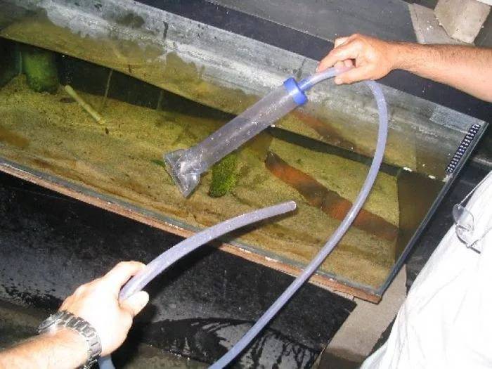 Как почистить аквариум: 8 шагов для правильного мытья
