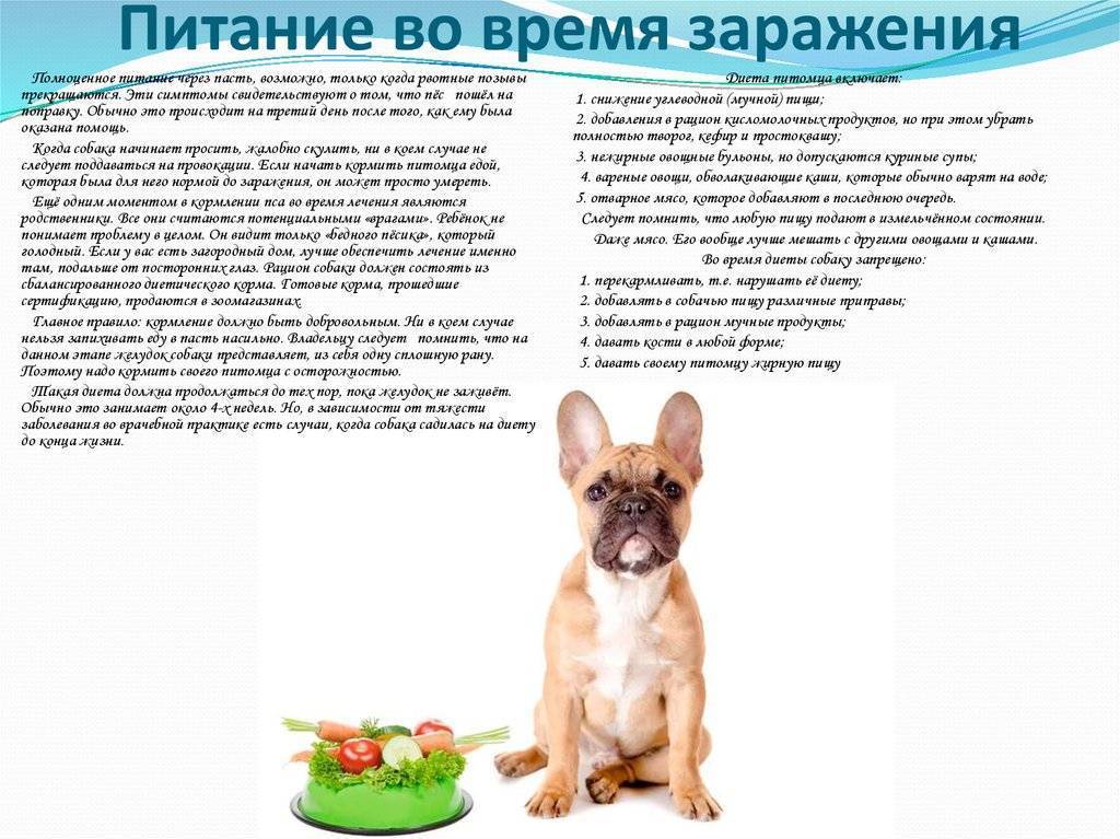Как кормить щенка: рацион в зависимости от возраста щенка + описание, чем можно и нельзя кормить