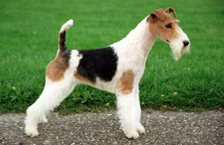 Фокстерьер гладкошерстный – фото, описание породы, характер, цена щенка
