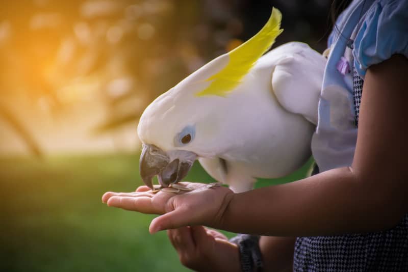 Сколько живут попугаи какаду в домашних условиях