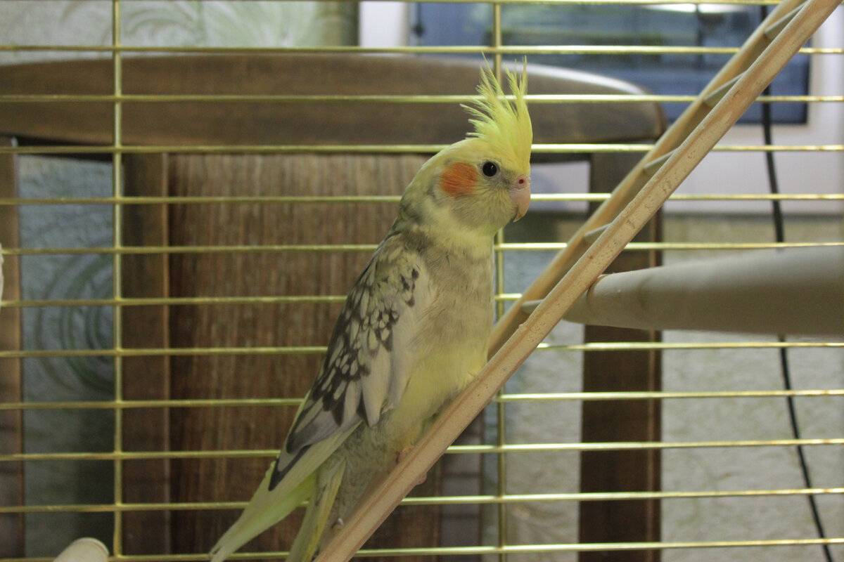 Крик попугая: как кричит или орет, причины, что значит и как отучить
