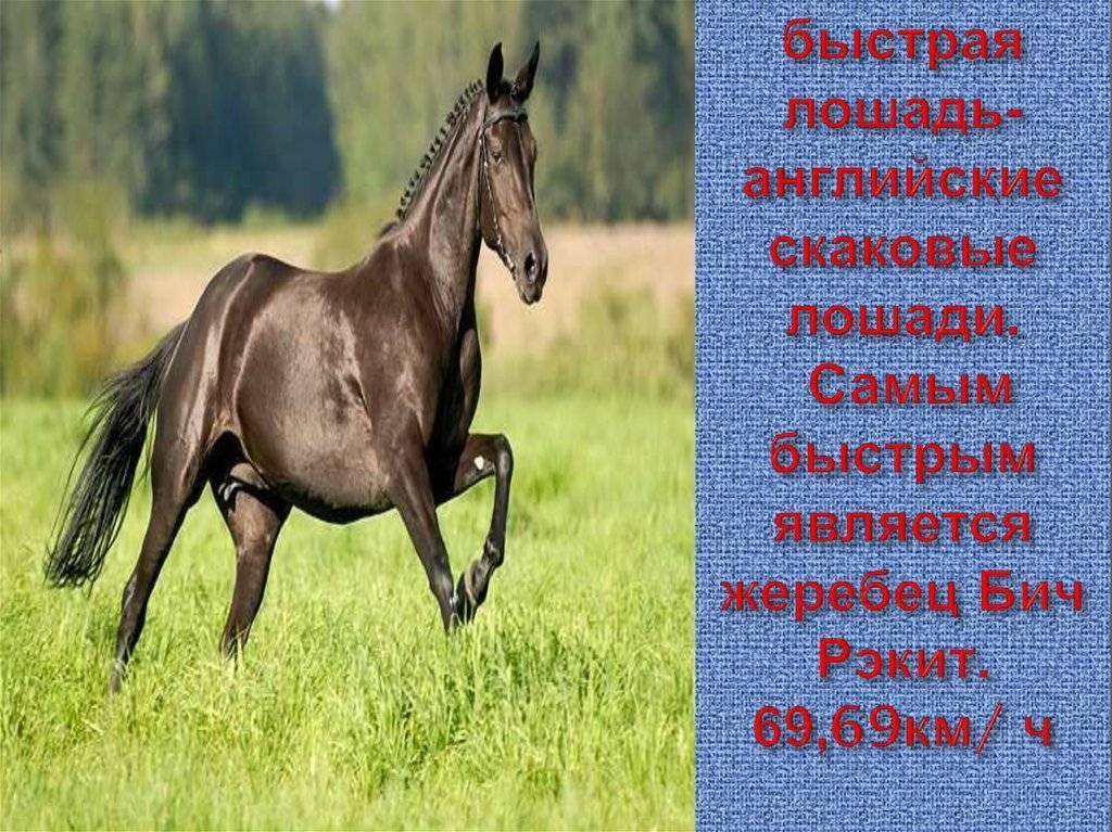 Скорость лошади – максимальный бег коня 2021