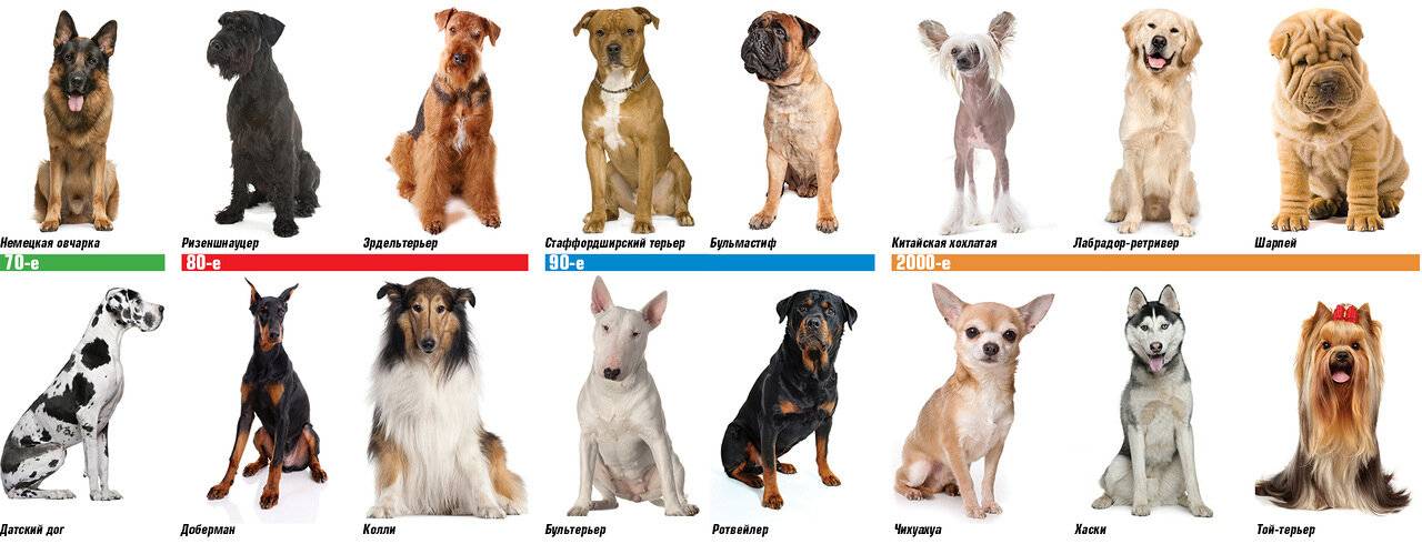 33 топовых породы собак для содержания в квартире
