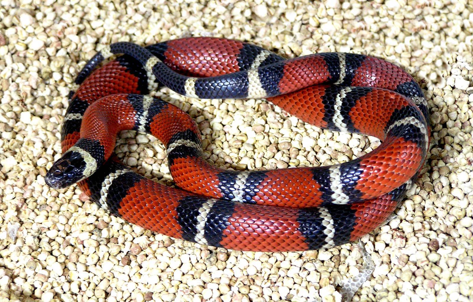 Самые дорогие змеи в мире: фотографии и описание